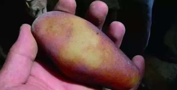 漲知識，玉也能騙人！照玉手電筒照出真相